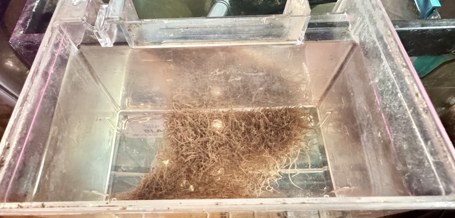 Blackworms in breeder box