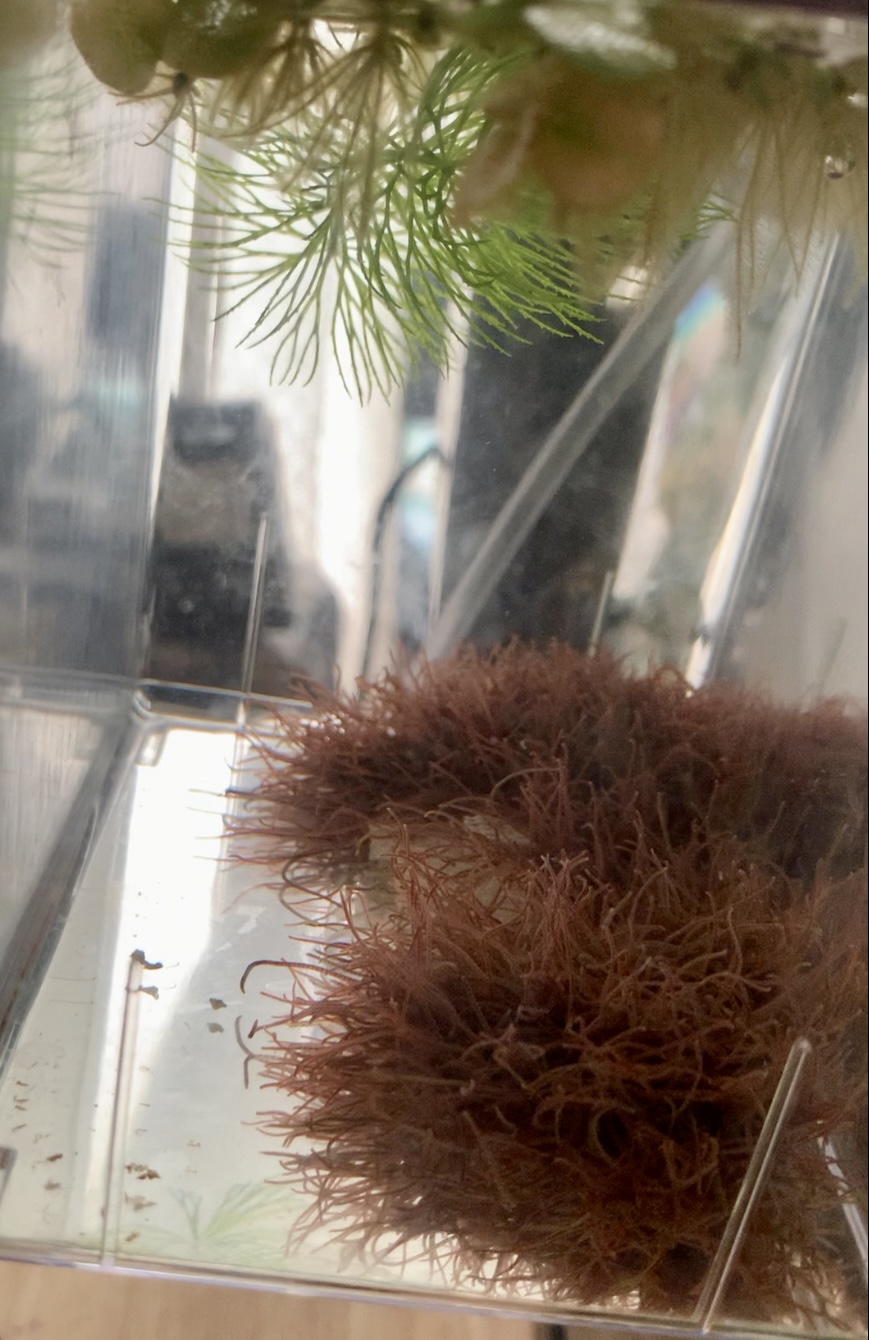 Dense live blackworm culture