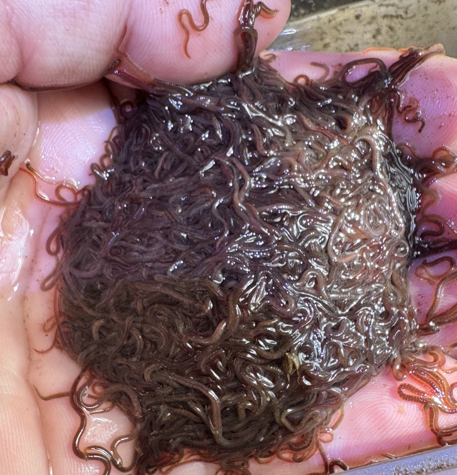 Harvested live blackworms