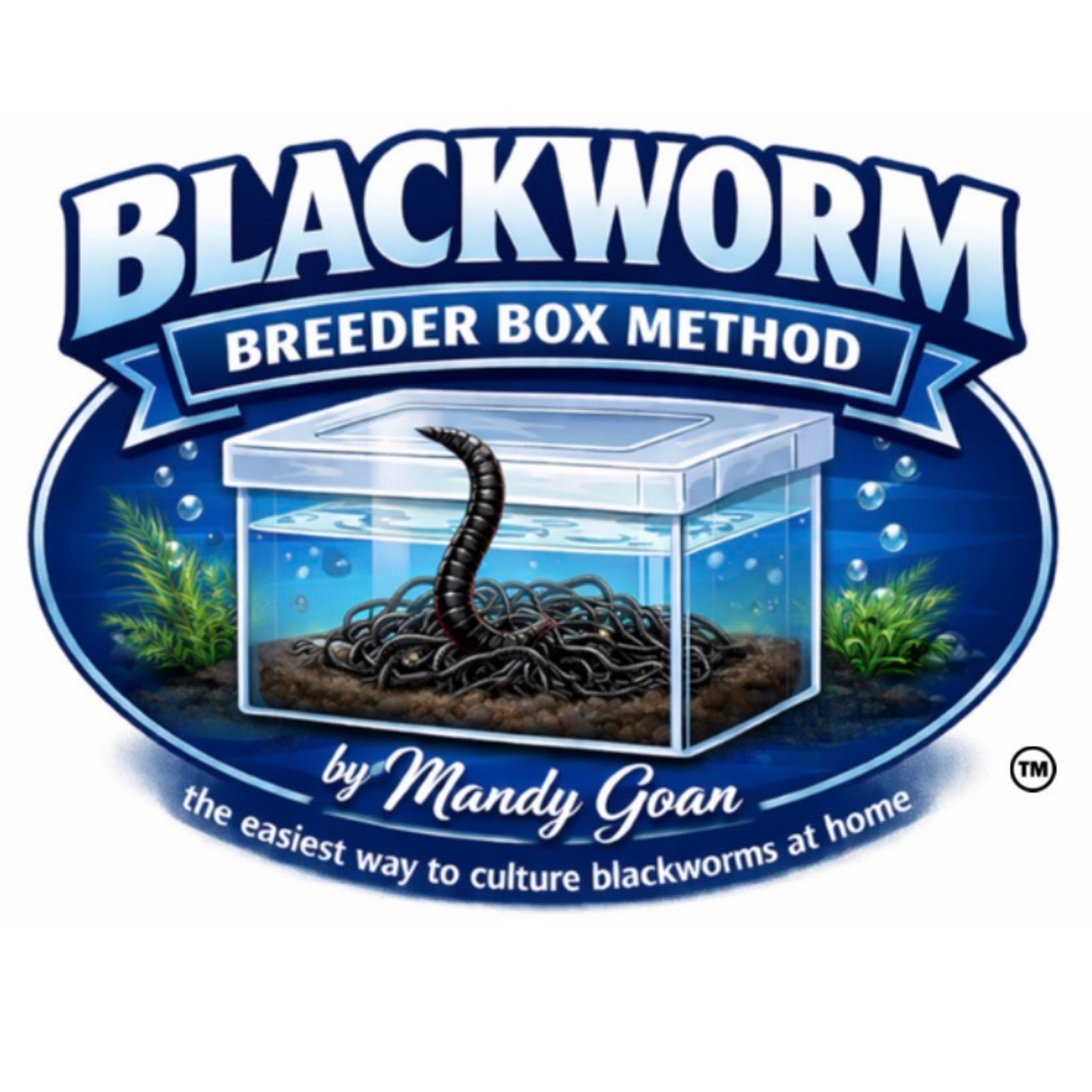 Blackworm Breeder Box Method by Mandy Goan